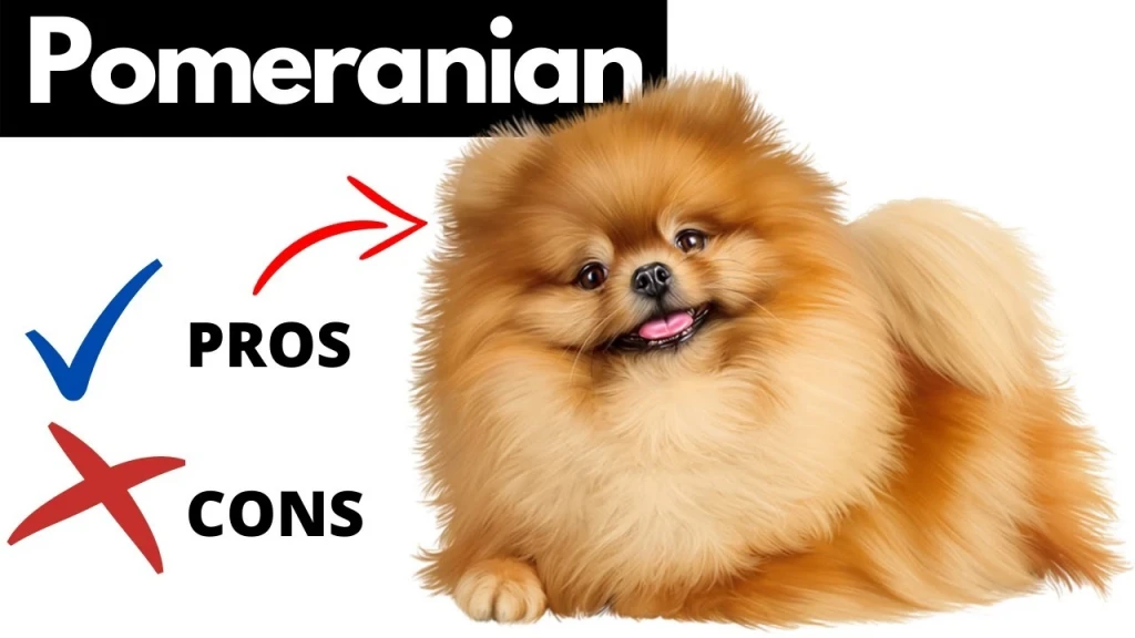 Pros and Cons of a German Pomeranian